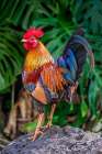 Feral rooster-Kauai-Hawaii-USA Art Print